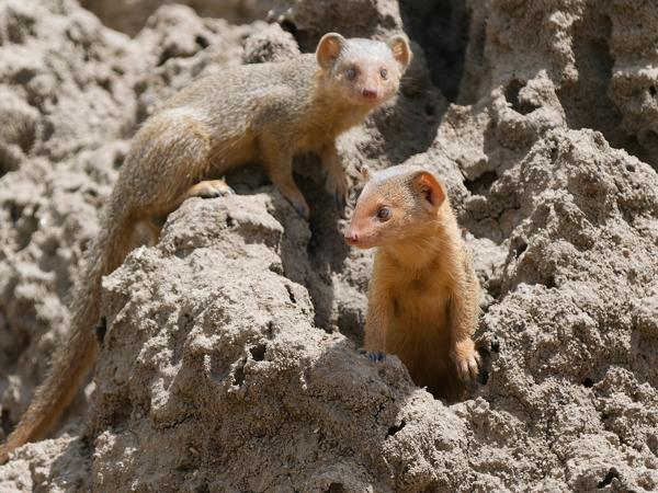 <h3><a href="/trips/tanzania/biota/animalia/chordata/mammalia/carnivora/herpestidae/helogale parvula/helogale parvula-nl.html">Helogale&nbsp;parvula</a> / Common&nbsp;dwarf&nbsp;mongoose / Dwergmangoest</h3>OM-1 Mark II met OLYMPUS M.150-400mm F4.5 TC, 1/2000 sec  bij F5.6, ISO 1250, afstand 11.1&nbsp;m